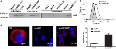 The Hepatitis B Surface Antigen Binding Protein: An Immunoglobulin G Constant Region-Like Protein That Interacts With HBV Envelop Proteins and Mediates HBV Entry